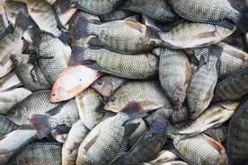 河南也能饲养热带的罗非鱼啦？没错，淮滨退伍兵成功趟出一条路图片