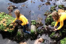 发现鲨鱼卡在石缝中　11岁女童「徒手抱起」淡定救援400万人狂赞图片
