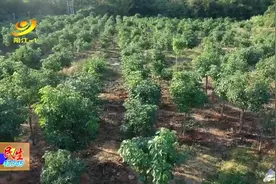 平冈镇松中村：风景树成致富树图片