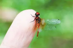 侏红小蜻：蜻蜓界的迷你限量版图片