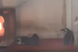 天儿有多冷？成都的企鹅都开始烤火取暖了，网友：难怪去动物园没看到企鹅图片