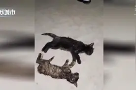小区地下车库多只流浪猫遭“毒手”！背后问题引人深思……图片