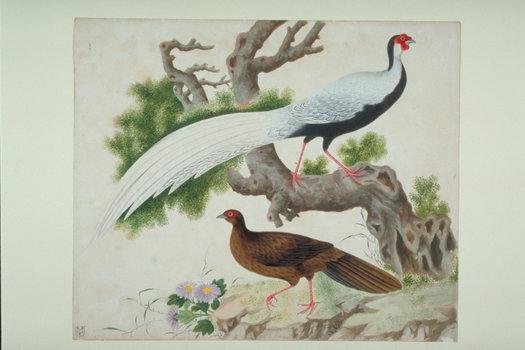 从未知国到异托邦：17-20世纪西方在中国的植物猎取③
