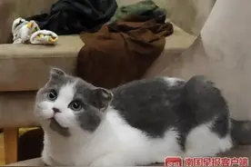 广西一学生在宿舍养猫被没收，学校：禁止养宠，已提前告知处理图片