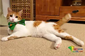 三条腿猫咪成为日历明星 与主人致力于帮助残疾小猫图片