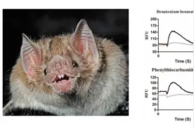 蝙蝠吸血有“讲究”如何挑选吸血对象？图片