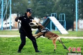 湖北襄阳23岁带犬女警：希望早日训导出功勋犬图片