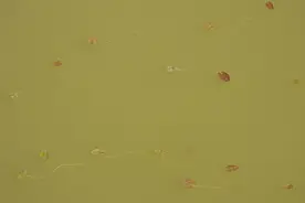 摄影师｜涂序理：芡实之美，鄱阳湖区朴素而自在的生命图片