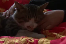 65秒丨家里没人会叫隔壁奶奶来开门？淄博的这只小猫咪火了图片