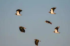 鸡也能飞上天？壹粉在济南龙湖拍到这样一幕，实属罕见图片