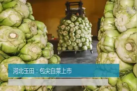 河北玉田：包尖白菜上市视频封面