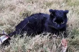 南宁龟山滨江公园为何惊现捕兽夹？宠物猫被夹伤，管理方回应图片