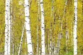 我们在舞台上“种”了一片森林图片