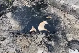 泰国一只流浪狗陷入沥青里奄奄一息 救援人员用挖掘机将它救出图片