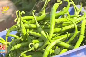 辣椒价格走高 阳西椒农笑开颜图片