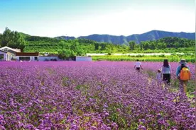 北京民宿：团灭还是重生？图片