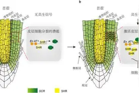 中科院团队破解豆科植物“固氮”秘笈，或将减少氮肥污染图片