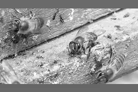 对付大黄蜂？试试水牛粪图片