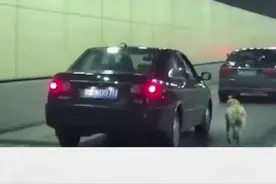 痛心！金毛车流中紧贴车狂奔，车上副驾冷眼观看……图片