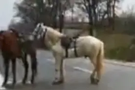 男子骑马从新疆伊犁回福建老家：全程8000余公里，预计明年秋天到达图片