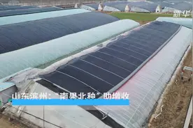 山东滨州：“南果北种”助增收视频封面