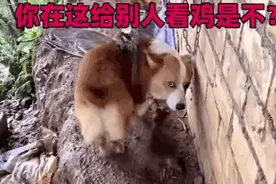 家有喜剧丨柯基走失后被人栓住看鸡，看到主人刹那表情亮了图片
