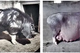 上海这10种猪羊鸡雉你认识吗？将成为遗传资源保护品种图片
