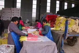 蒜黄根“变废为宝”，蒜黄之乡的“忧”解决了图片