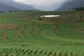 一颗豌豆到“金豆豆”的成长记图片