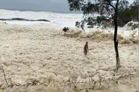 澳大利亚海岸出现咖啡色泡沫海浪 能把人整个淹没图片