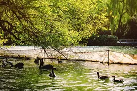 看“鸭”解压~称霸上海动物园天鹅湖的鸭子家族来了图片