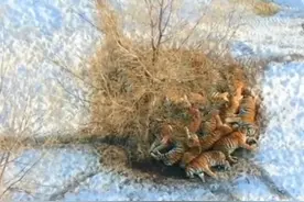 一山不容二虎，取暖的时候另算！一文告诉你东北的冬天到底有多冷图片