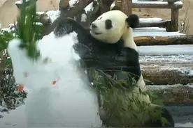 功夫熊猫！俄罗斯动物园大熊猫一掌拍下雪人脑袋图片