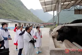 都安“贷牛还牛”，像传说中一样“牛”图片