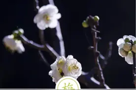 聆听汉字之美：《花草字传》，了解“梅”图片