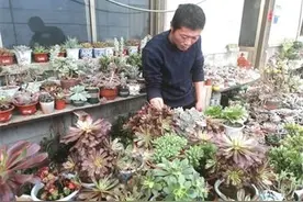 潍坊高密市井沟镇付青深：爱好变事业 走出脱贫致富路图片