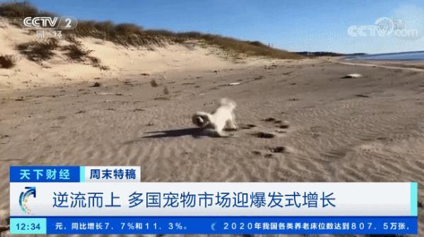 猫咪大战争990破解版（多国宠物市场爆发这个品种的狗狗）