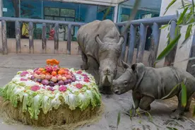江北第一只双角白犀牛在济南野生动物园自然繁育成功图片
