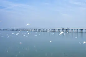 【“飞阅”中国】生态石臼湖：又见“候鸟天堂”视频封面