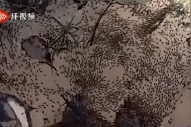 密恐慎入！泰国徒步者拍到罕见“蚂蚁死亡漩涡”：持续转圈直至体力耗尽而死图片