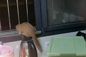 一次有味道的任务，居民厨房跑进黄鼠狼消防员驱赶：要中毒了