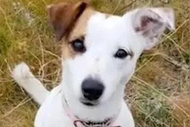 俄罗斯宠物狗舍身飞扑 狼口下勇救10岁小主人视频封面