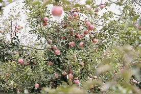 “丑苹果”出山 阿里“造血式”扶贫打造出苹果第一县图片