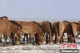 多名畜牧专家冒严寒 为新疆野马驱虫图片