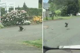 美国一小兔子在街头被乌鸦袭击 兔妈妈冲出来保护孩子图片