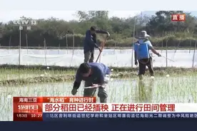 海水稻是怎么培育出来的？米饭味道是咸的吗？一探究竟图片