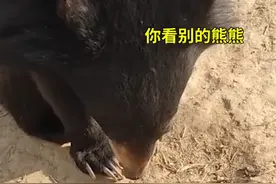 “你看看别的熊熊”，黑熊宝宝挑食被训低头不吭声，太可爱了图片