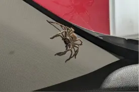 毛骨悚然！澳洲女子车内出现数百只猎人蛛图片