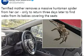 澳女子自家车内打死大蜘蛛，隔日驾驶座被无数小蜘蛛占领图片