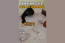 被困墙缝20天！湖北一女主人打洞救猫当场泪奔：满身屎尿仅剩4斤图片